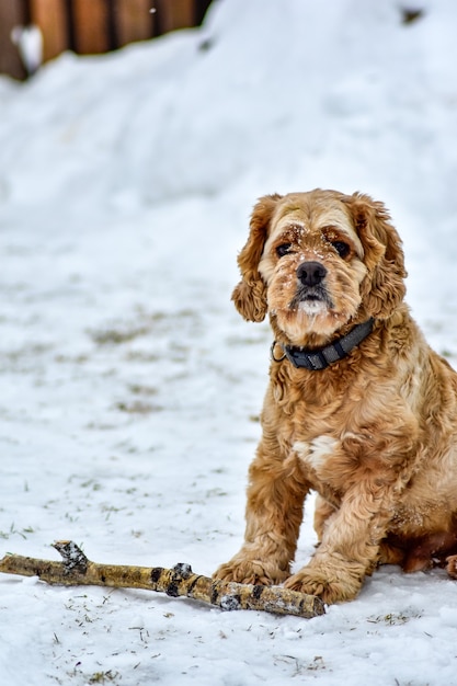 Pies Cocker Spaniel w Winter Park