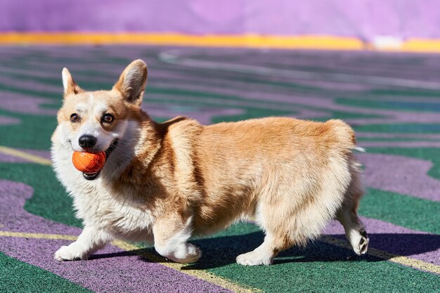 Pies Corgi bawi się trzymając w pysku pomarańczową kulkę