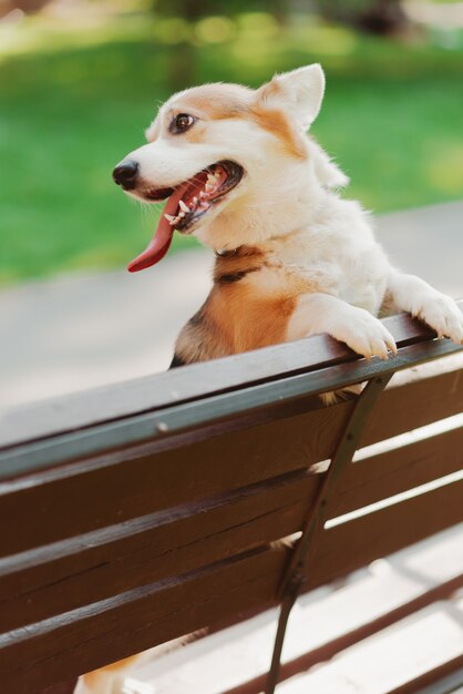 Pies Corgi, który wspiął się na ławkę i stał na dwóch nogach w parku