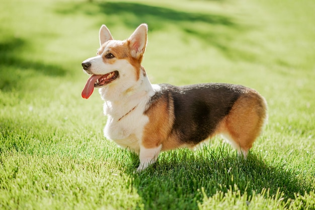 Pies Corgi na tle zielonej trawy w słoneczny dzień w parku