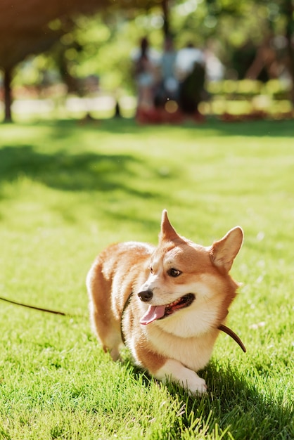 Pies Corgi na tle zielonej trawy w słoneczny dzień w parku