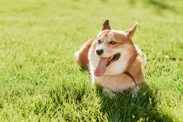 Pies Corgi na tle zielonej trawy w słoneczny dzień w parku