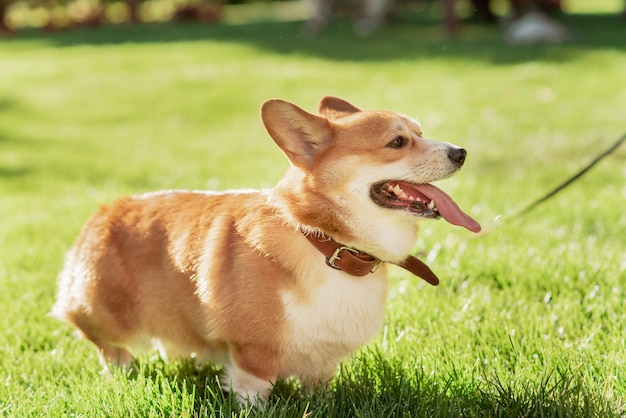 Pies Corgi na tle zielonej trawy w słoneczny dzień w parku