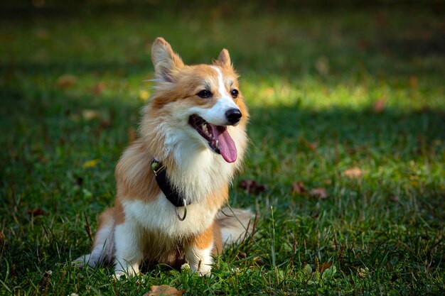 Pies Corgi Na Zielonym Polu. Zbliżenie...