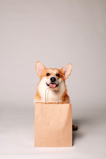 Pies Corgi siedzi obok torby rzemieślniczej na lekkiej ścianie