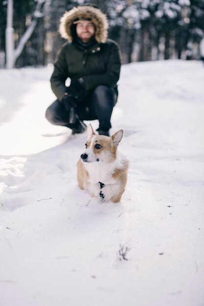 Pies Corgi spaceruje po śniegu zimą