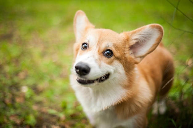 Pies Corgi uśmiech i szczęśliwy w letni słoneczny dzień