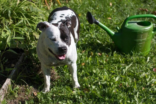 Pies czarno-biały spacery w przyrodzie w lecie Rekreacji na świeżym powietrzu American Staffordshire Terrier