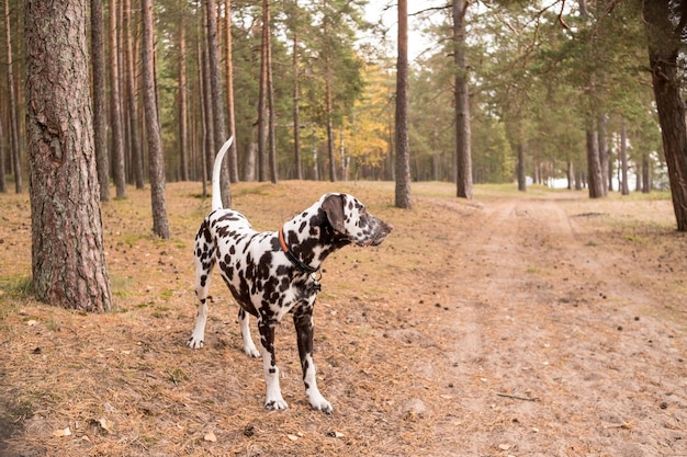Pies dalmatyńczyk na spacerze po lesie