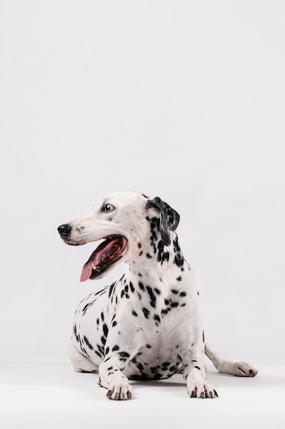 Pies dalmatyńczyk siedzi i patrząc z boku na białym tle