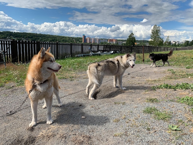 Zdjęcie pies do zaprzęgu pies husky w naturze uprawa i hodowla psów rasy łajka