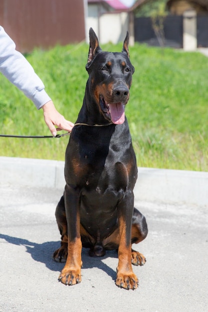 Pies doberman siedzi na smyczy.