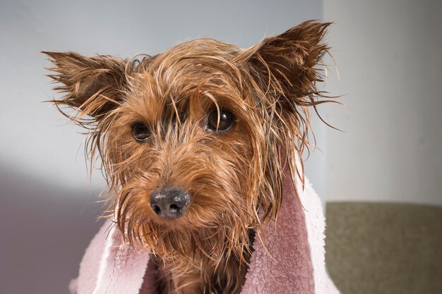 Zdjęcie pies domowy little yorkshire terrier kąpie się i wykonuje procedury higieniczne