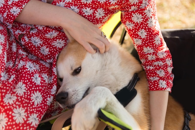 Zdjęcie pies domowy rasy shiba inu siedzi obok swojej kochanki, dziewczyna głaszcze psa dłonią