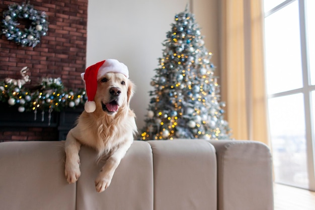 pies domowy w kapeluszu Mikołaja siedzi w domu w bożonarodzeniowym wnętrzu na tle choinki noworocznej
