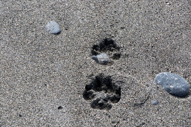 Pies dwa odciski palców na piasku