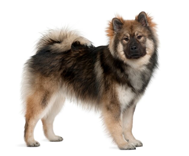 Pies Eurasier, 1-letni, stojący