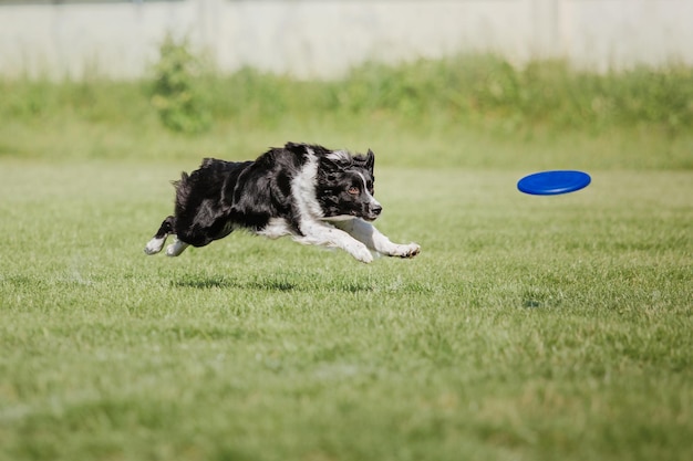 Pies frisbee Pies łapie latający dysk w skoku Zwierzę bawiące się na świeżym powietrzu w parku Wydarzenie sportowe achie