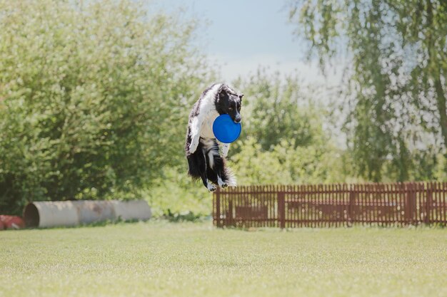 Pies frisbee Pies łapie latający dysk w skoku Zwierzę bawiące się na świeżym powietrzu w parku Wydarzenie sportowe achie