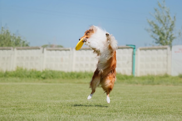 Pies frisbee Pies łapie latający dysk w skoku Zwierzę bawiące się na świeżym powietrzu w parku Wydarzenie sportowe achie