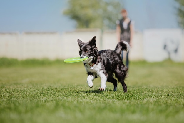 Pies frisbee Pies łapie latający dysk w skoku Zwierzę bawiące się na świeżym powietrzu w parku Wydarzenie sportowe achie