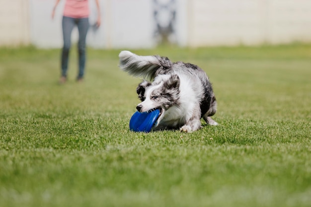 Pies Frisbee Pies łapie Latający Dysk W Skoku Zwierzę Bawiące Się Na świeżym Powietrzu W Parku Wydarzenie Sportowe Achie