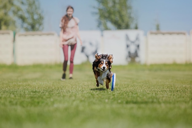 Pies frisbee Pies łapie latający dysk w skoku Zwierzę bawiące się na świeżym powietrzu w parku Wydarzenie sportowe achie