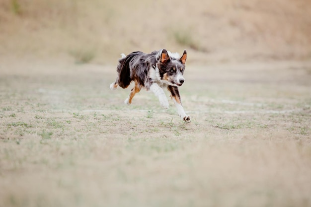 Pies frisbee Pies łapie latający dysk w skoku Zwierzę bawiące się na świeżym powietrzu w parku Wydarzenie sportowe achie