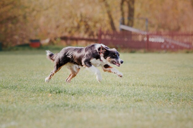 Zdjęcie pies frisbee pies łapie latający dysk w skoku zwierzę bawiące się na świeżym powietrzu w parku wydarzenie sportowe achie