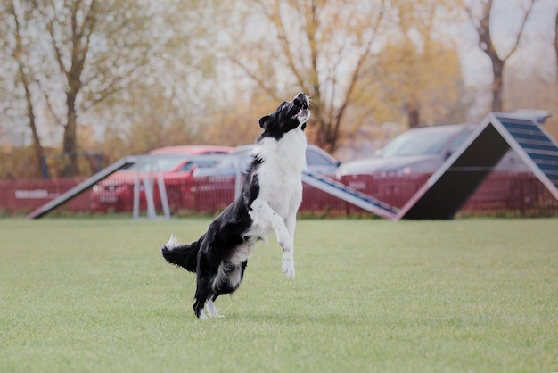 Pies frisbee Pies łapie latający dysk w skoku Zwierzę bawiące się na świeżym powietrzu w parku Wydarzenie sportowe achie