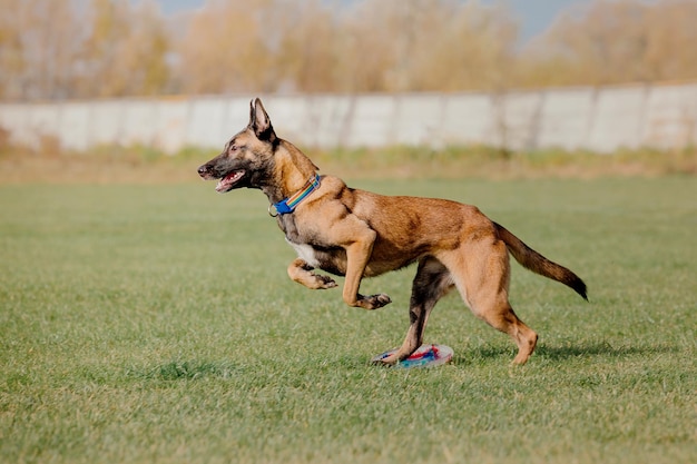 Pies frisbee Pies łapie latający dysk w skoku Zwierzę bawiące się na świeżym powietrzu w parku Wydarzenie sportowe achie