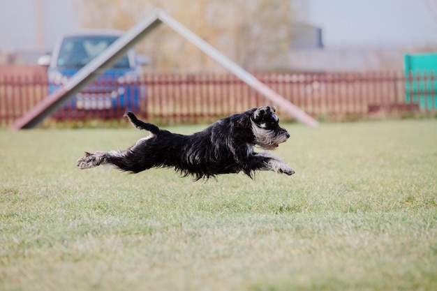 Pies frisbee Pies łapie latający dysk w skoku Zwierzę bawiące się na świeżym powietrzu w parku Wydarzenie sportowe achie