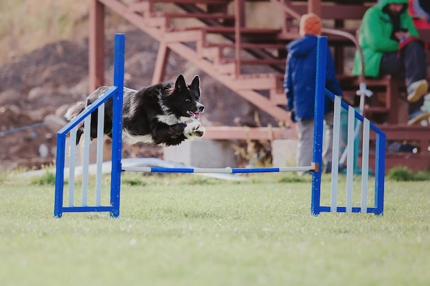 Pies frisbee Pies łapie latający dysk w skoku Zwierzę bawiące się na świeżym powietrzu w parku Wydarzenie sportowe achie