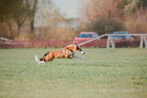 Pies frisbee Pies łapie latający dysk w skoku Zwierzę bawiące się na świeżym powietrzu w parku Wydarzenie sportowe achie