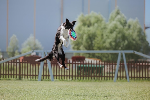 Pies frisbee Pies łapie latający dysk w skoku Zwierzę bawiące się na świeżym powietrzu w parku Wydarzenie sportowe achie