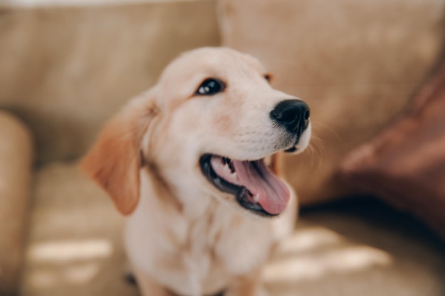 Pies Golden Retriever leży na beżowej kanapie w domu