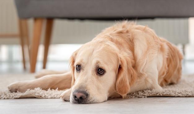 Pies golden retriever leży w domu na podłodze ze smutnymi oczami.