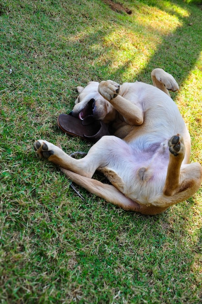 Pies gryzie butami do żucia i relaks na zielonej trawie
