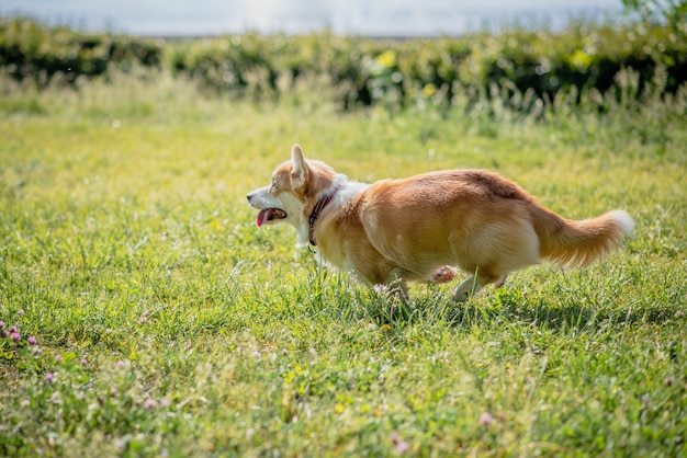 Pies hoduje corgi ucieka na spacer