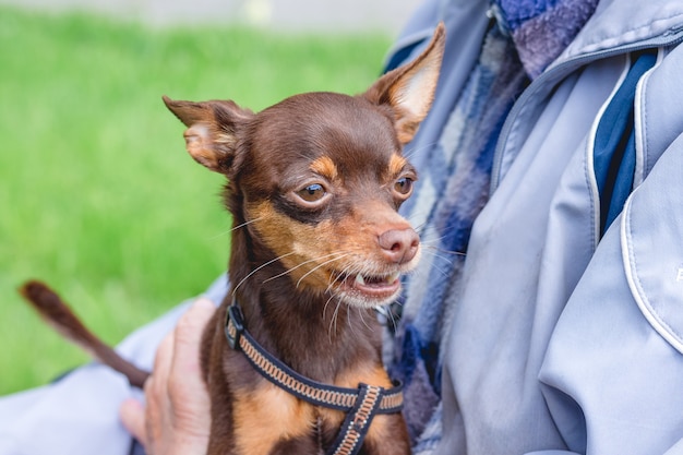 Pies hoduje rosyjski toy terrier w rękach starszego mężczyzny