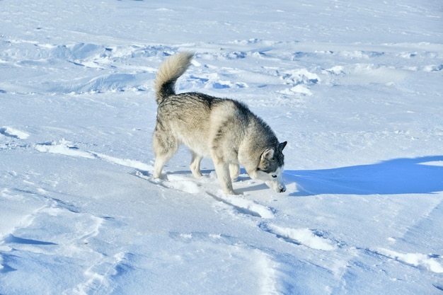 Pies Husky biegnie przez śnieg w słoneczny zimowy dzień.
