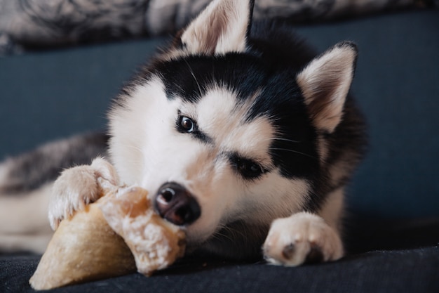 Pies Husky gryzie kość leżąc na kanapie.