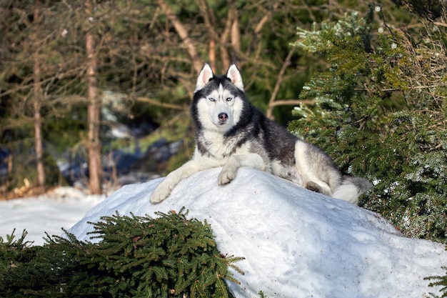 Pies husky leży na wielkiej stercie śniegu w słoneczny dzień