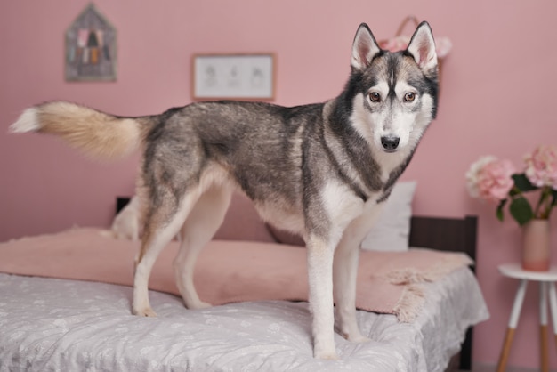 Pies Husky na łóżku we wnętrzu różu. Koncepcja hotelu dla zwierząt - pies.