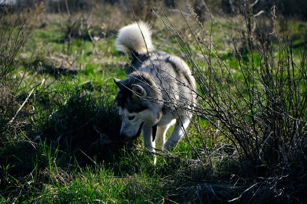 Pies Husky Na Spacerze W Parku Wącha Trawę.