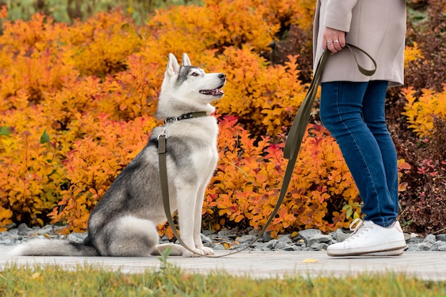 Pies husky obok właściciela na tle jasnych jesiennych liści