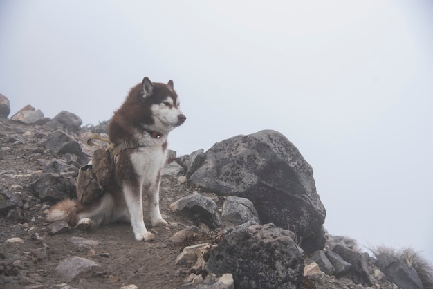 Pies Husky Piesze wędrówki w górskim parku Nevado de Colima Nacional, u szczytu nad lasem