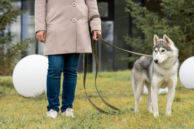 Pies Husky Spacerujący Z Właścicielem W Parku Miejskim