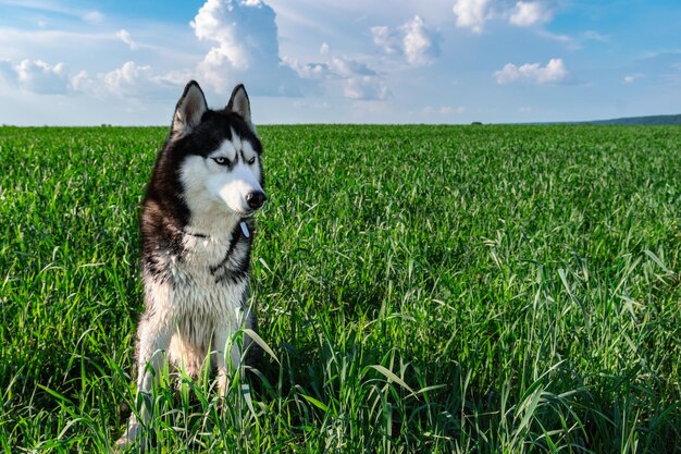 Pies husky spaceruje po łące w słoneczny dzień