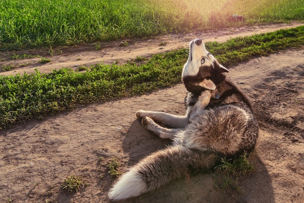 Pies husky syberyjski drapie się w ucho tylną łapą